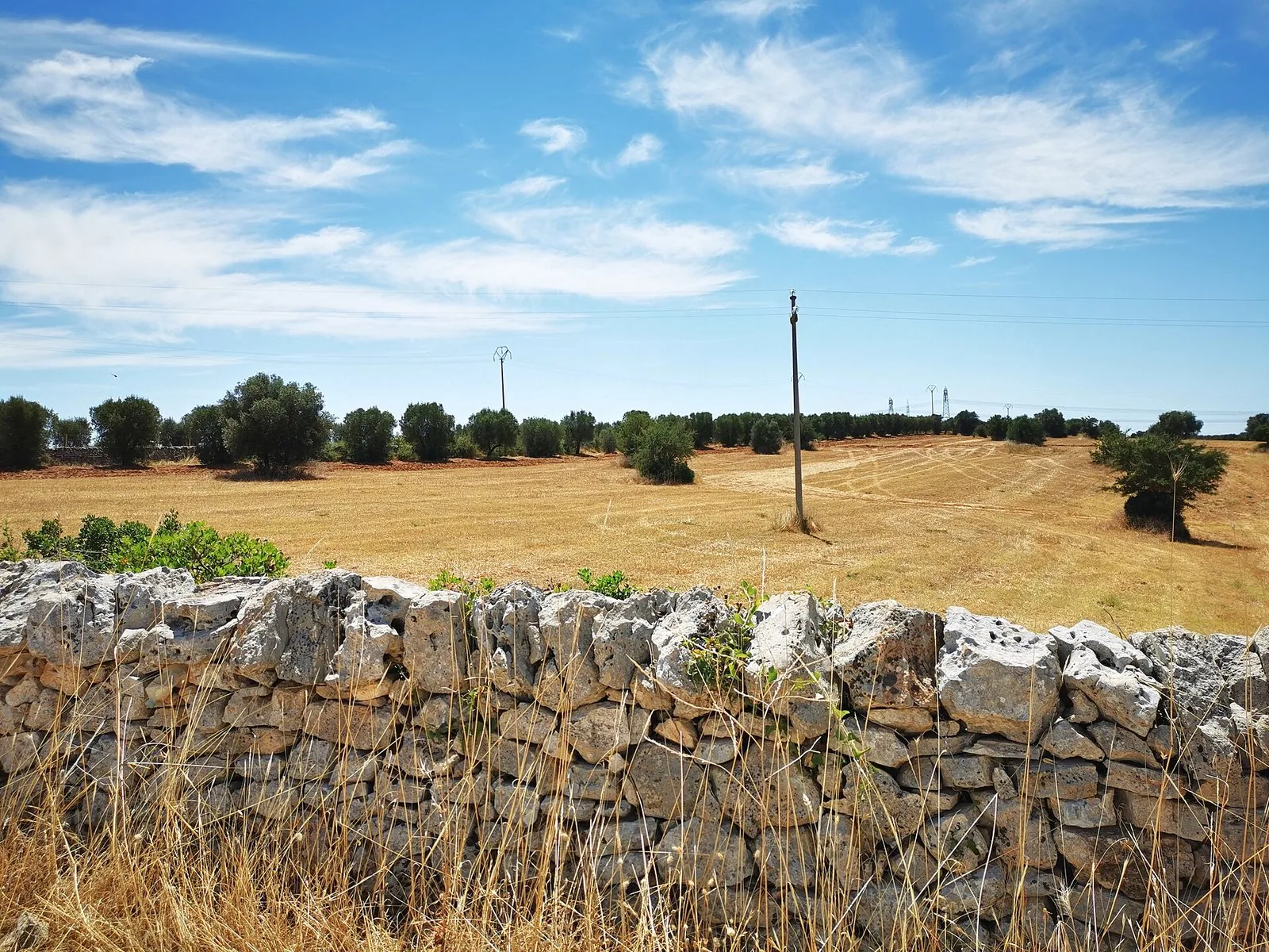 Un muretto a secco lungo un campo della campagna pugliese