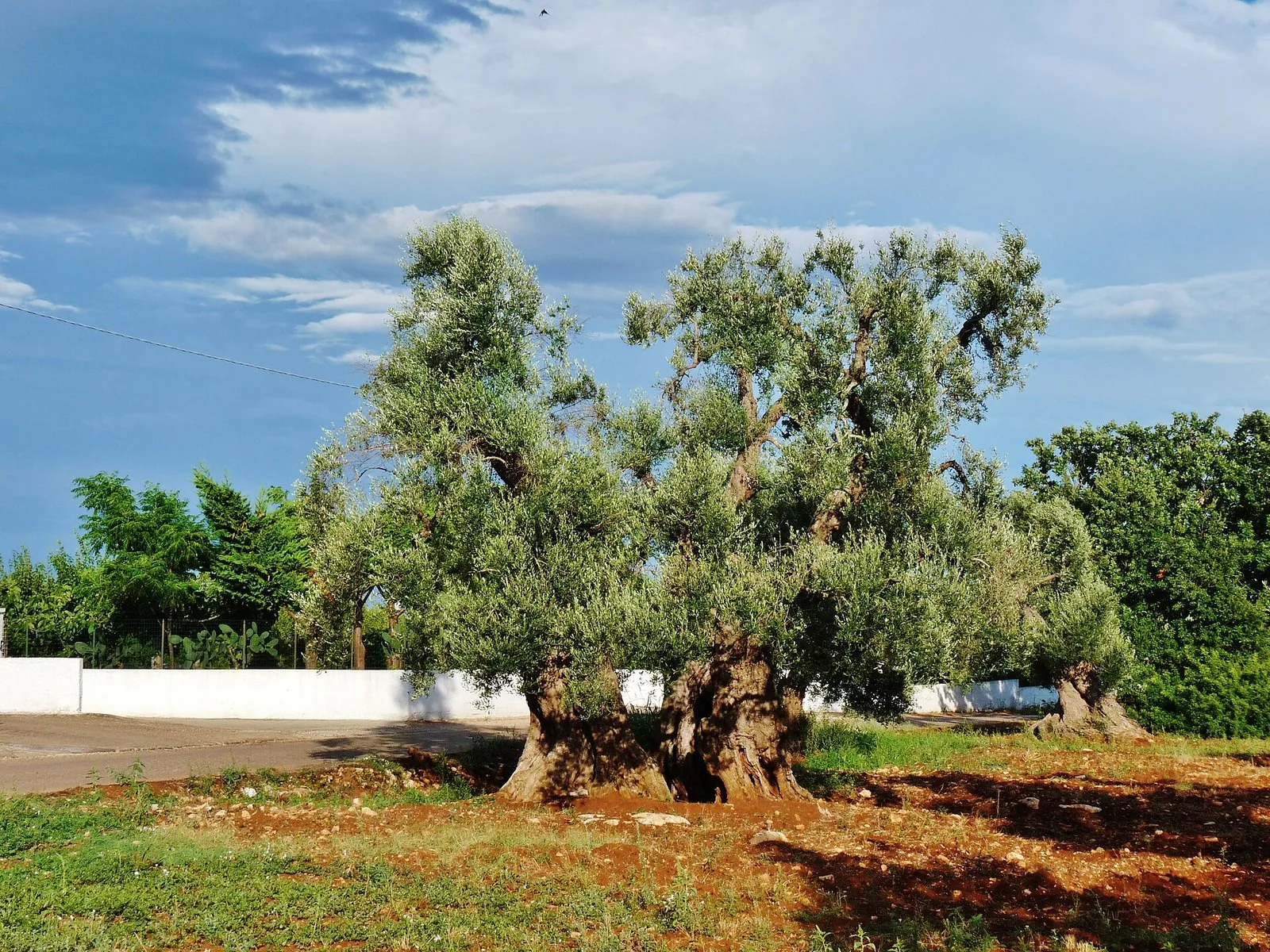 Un olivo secolare nella campagna della Valle d'Itria